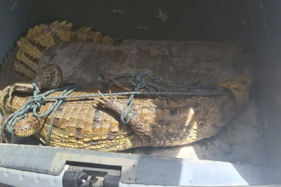 Jacare de 2 metros e resgatado dentro do campus do Ifap em Macapa e o 2o animal em 17 dias